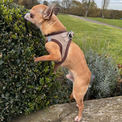 Tiny Trails Step In Air Mesh Puppy and Small Dog Harness Chocolate Caramel