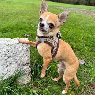 Tiny Trails Step In Air Mesh Puppy and Small Dog Harness Chocolate Caramel