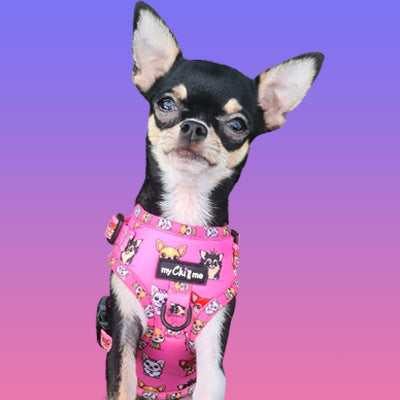 Pretty Little Paws Chihuahua Print Exclusive Designer Harness by My Chi and Me