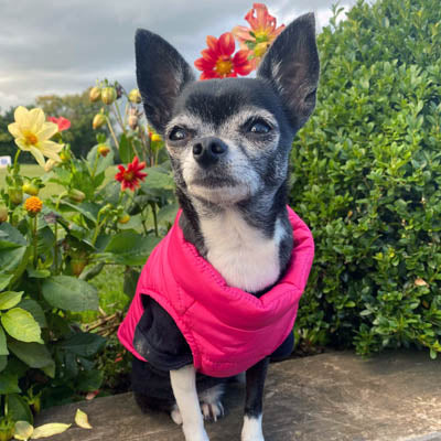 Lightweight Gilet Style Chihuahua or Small Dog Puffa Coat Hot Pink