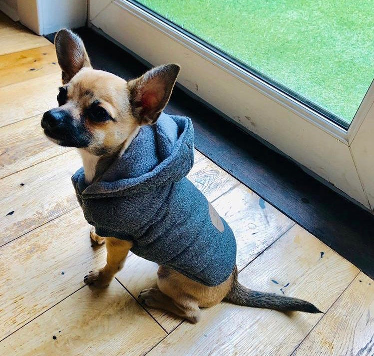 Super Soft Padded Chihuahua or Small Dog Coat Medium Chihuahua Clothes and Accessories at My Chi and Me