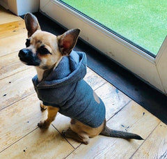 Super Soft Padded Chihuahua or Small Dog Coat Medium Chihuahua Clothes and Accessories at My Chi and Me