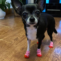 Pet Socks for Chihuahuas Puppies and Small Dogs