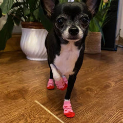 Pet Socks for Chihuahuas Puppies and Small Dogs