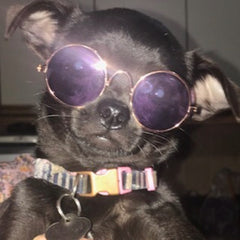 Small Dog Sunglasses Chihuahuas Shades 8 COLOURS - My Chi and Me