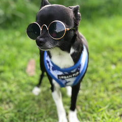 Small Dog Sunglasses Chihuahuas Shades 8 COLOURS - My Chi and Me