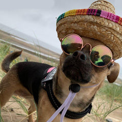 Small Dog Sunglasses Chihuahuas Shades 8 COLOURS - My Chi and Me