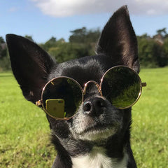 Small Dog Sunglasses Chihuahuas Shades 8 COLOURS - My Chi and Me