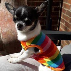 Chihuahua or Small Dog Rainbow Striped Pride T Shirt