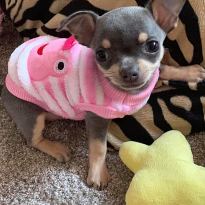 Twinkle Chihuahua or Small Dog Plush Star Toy with Squeaker Yellow Chihuahua Clothes and Accessories at My Chi and Me