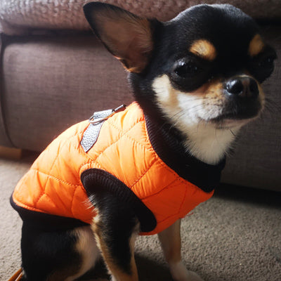 Water Resistant Padded Quilted Orange Dog Gilet Chihuahua Clothes and Accessories at My Chi and Me