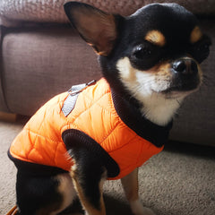 Water Resistant Padded Quilted Orange Dog Gilet Chihuahua Clothes and Accessories at My Chi and Me