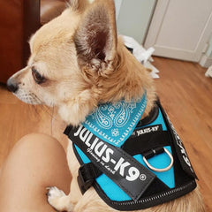 Julius K9 IDC Powerharness for Puppies and Chihuahuas Aquamarine - My Chi and Me