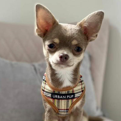 Brown Tartan Harness by Urban Pup - My Chi and Me