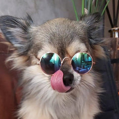 Small Dog Sunglasses Chihuahuas Shades 8 COLOURS - My Chi and Me