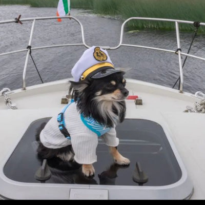 Chihuahua or Small Dog White and Black Captain's Hat with Gold Braid