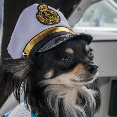 Chihuahua or Small Dog White and Black Captain's Hat with Gold Braid