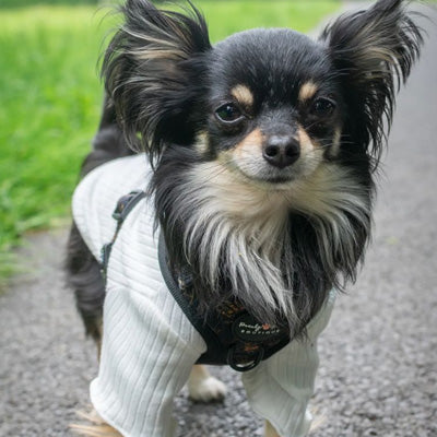Small Dog Cream ribbed turtleneck jumper
