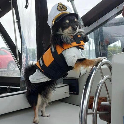 Chihuahua or Small Dog White and Black Captain's Hat with Gold Braid