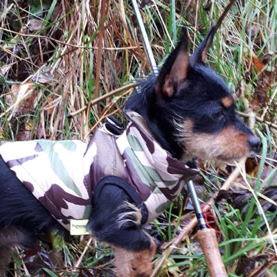 Chihuahua or Small Dog Coat Green Camouflage Gilet - My Chi and Me