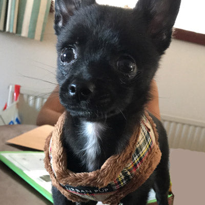 Urban Pup Faux Fur Lined Brown Tartan Small Dog Vest Harness - My Chi and Me