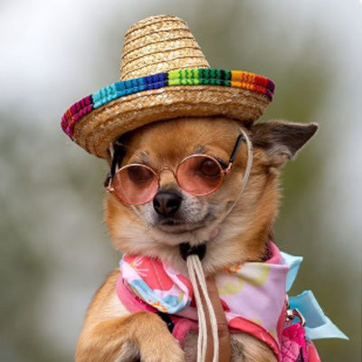 Small Dog Chihuahua Natural Straw Mexican Sombrero Hat