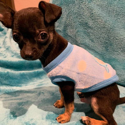 Chihuahua Puppy Fluffy Blue and White Spot Vest with Penguin Motif 5 Sizes - My Chi and Me
