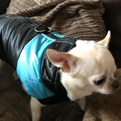 Gilet Style Small Dog Coat Black And Blue - My Chi and Me