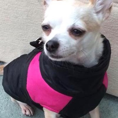 Gilet Style Small Dog Coat Black And Pink - My Chi and Me