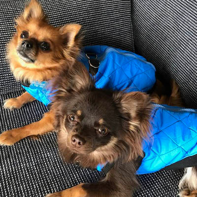 Water Resistant Padded Quilted Blue Dog Gilet Chihuahua Clothes and Accessories at My Chi and Me