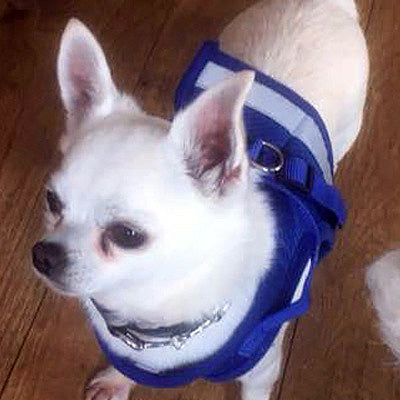 Small Dog Vest Harness and Lead Set Blue Mesh Reflective - My Chi and Me