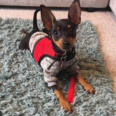 Chihuahua Puppy and Small Chihuahua Knitted Cosy Fleece Lined Jumper 13 Colours Extra Small - My Chi and Me