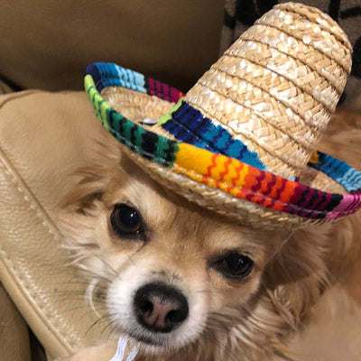 Small Dog Chihuahua Mexican Sombrero Hat Chihuahua Clothes and Accessories at My Chi and Me