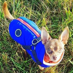 Trekker Summit Small Dog Coat Inbuilt Harness Blue and Orange