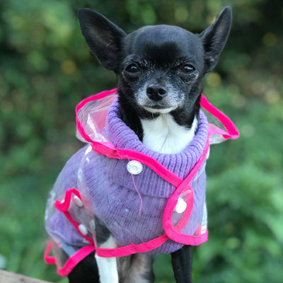 Pink Edged Waterproof Raincoat for Chihuahuas and Small Dogs - 3 SIZES Chihuahua Clothes and Accessories at My Chi and Me