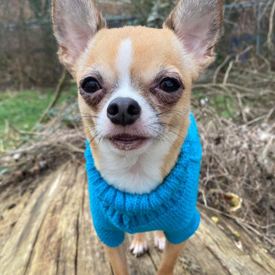 Small Dog Soft Cable Jumper Turquoise 7 Sizes