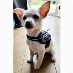 Julius K9 IDC Powerharness for Puppies and Chihuahuas Purple