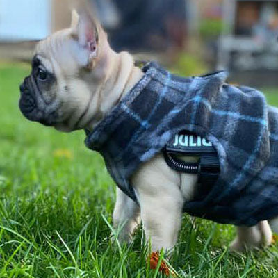 Small Dog Lightweight Fleece Jumper with D Rings For Leash Black and Grey Check