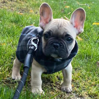 Small Dog Lightweight Fleece Jumper with D Rings For Leash Black and Grey Check