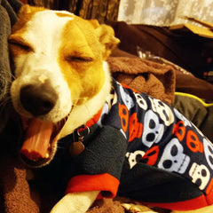 Chihuahua Puppy Fleece Black with Blue Red and White Skulls Design