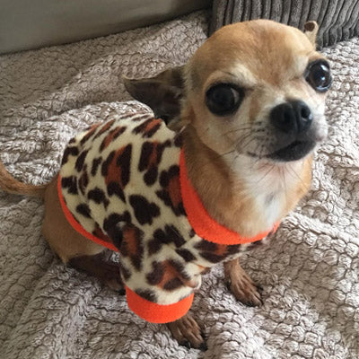 Chihuahua Puppy Fleece Leopard Print With Orange - 4 SIZES Chihuahua Clothes and Accessories at My Chi and Me