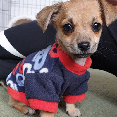 Chihuahua Puppy Fleece Black with Blue Red and White Skulls Design - My Chi and Me