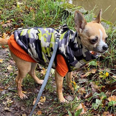 Chihuahua or Small Dog Coat Jungle Camouflage Gilet - My Chi and Me