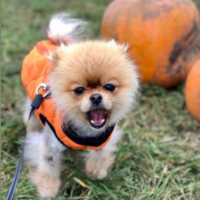 Water Resistant Padded Quilted Orange Dog Gilet