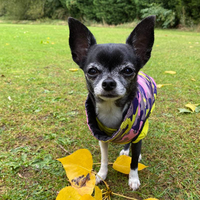 Chihuahua or Small Dog Coat Lime Navy and Pink Camouflage Gilet