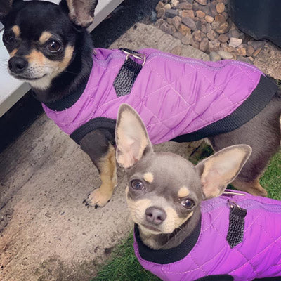 Water Resistant Padded Quilted Purple Dog Gilet Chihuahua Clothes and Accessories at My Chi and Me