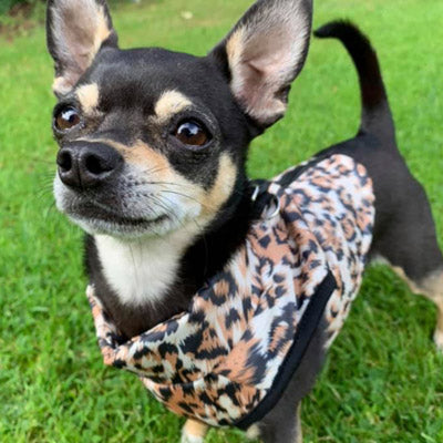 Premium Leopard Print Water Resistant Padded Gilet Style Coat Chihuahua or Small Dog - My Chi and Me