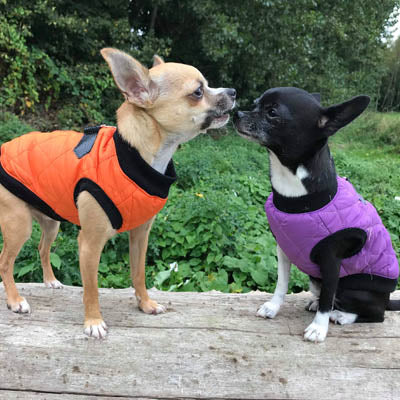 Water Resistant Padded Quilted Purple Dog Gilet Chihuahua Clothes and Accessories at My Chi and Me