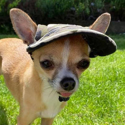Camouflage Baseball Cap for Chihuahua Small Dog or Puppy