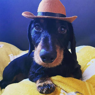 Brown Stetson Cowboy Hat for Small Dog or Cat